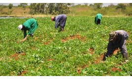 BRINGING AGRICULTURE EXTENSION SERVICES THROUGH GENDER LENS