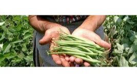 Participant Feed back on Training Course on Gender Approaches to Agricultural extension 