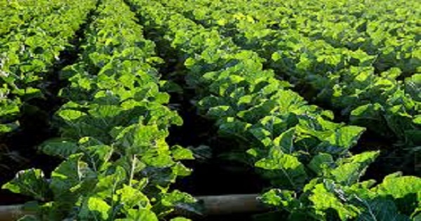 Agriculture and climate change