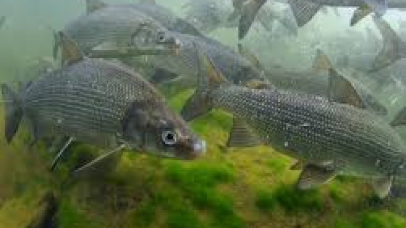 Advanced Ichthyology and Fish Conservation Training Course