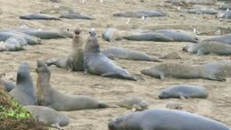 Advanced Population Ecology and Demographics Training Course