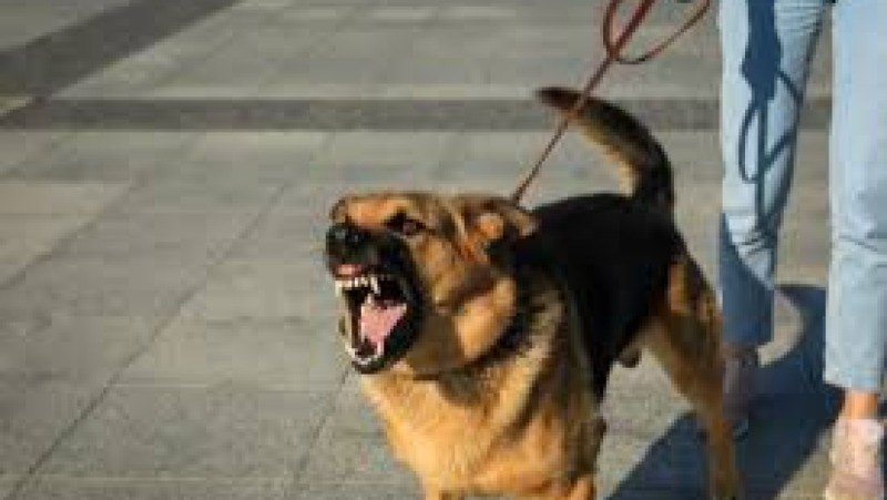 Aggression Management in Dogs Training Course