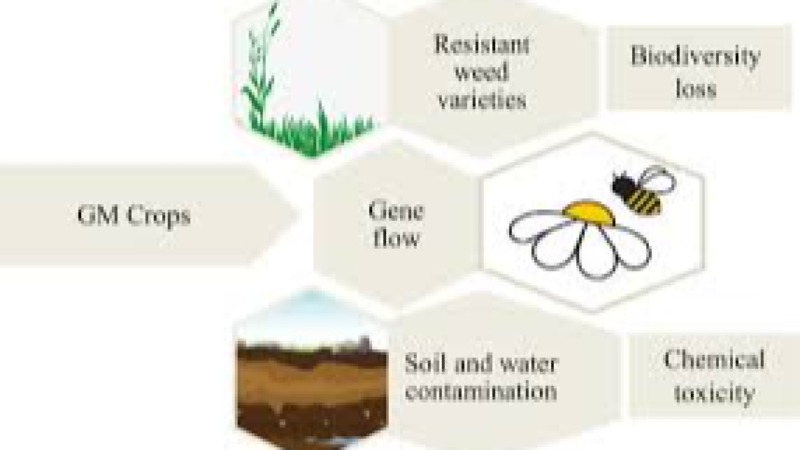 Agricultural Biotechnology and GMO Regulation Training Course