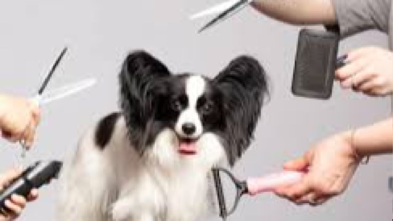 Animal Grooming Fundamentals Training Course