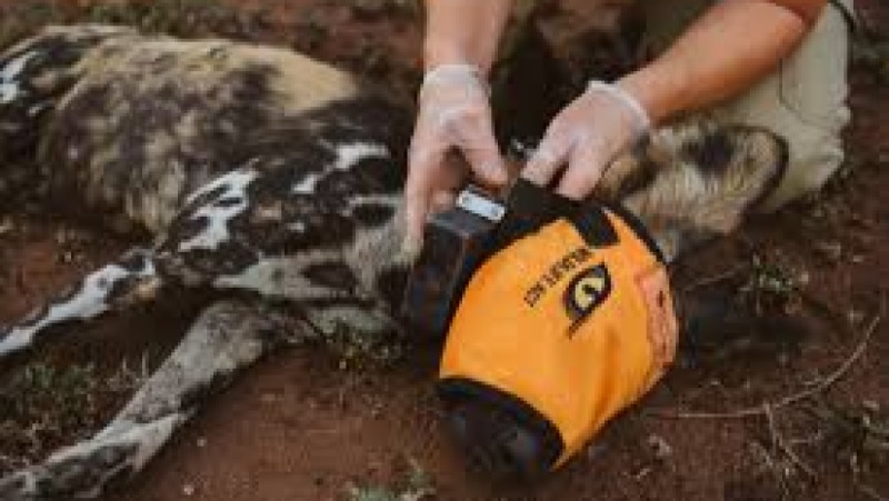 Animal Tracking & GPS Methods Training Course