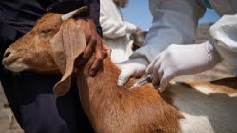 Animal Vaccine Development Training Course