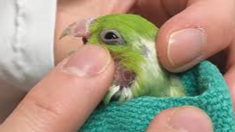 Avian Wildlife Medicine Training Course