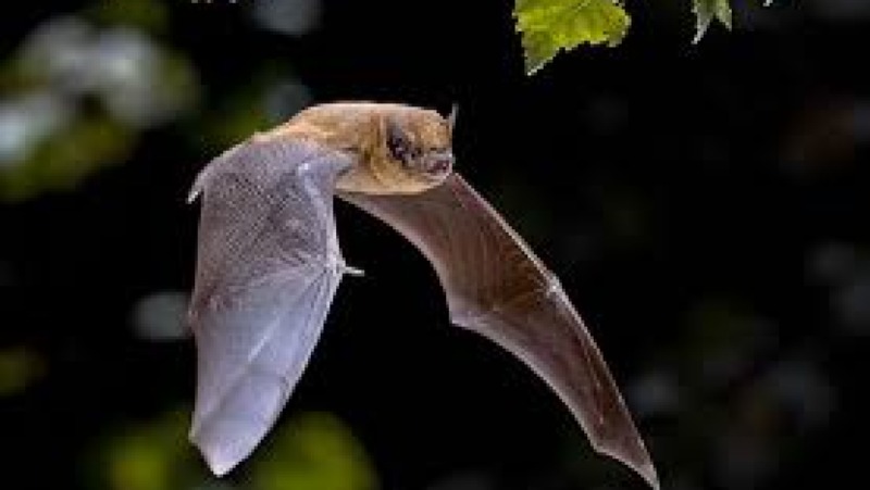 Bat Conservation and Roost Management Training Course
