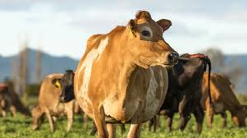 Beef Cattle Farming Fundamentals Training Course