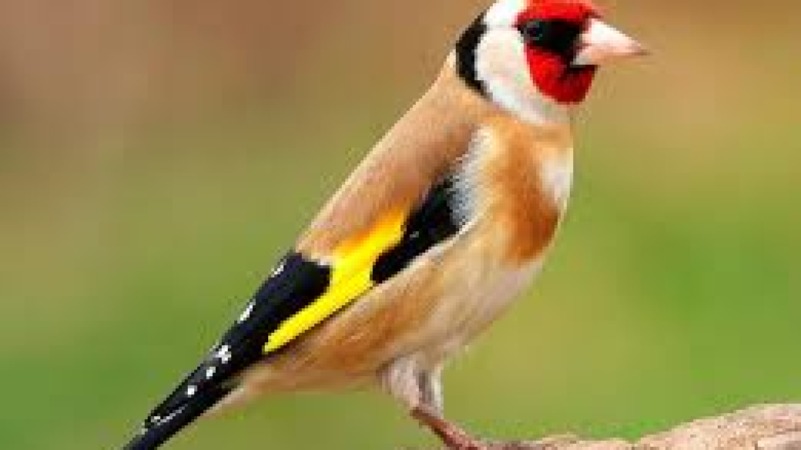 Bird Behaviour Insights Training Course