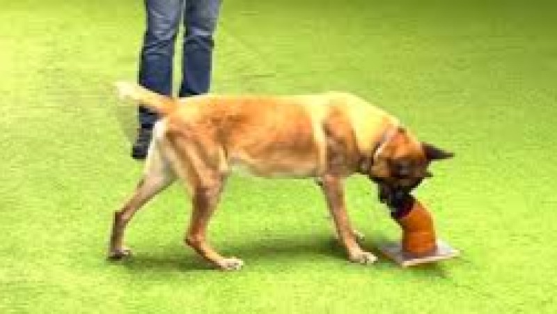 Canine Scent Work Introduction Training Course