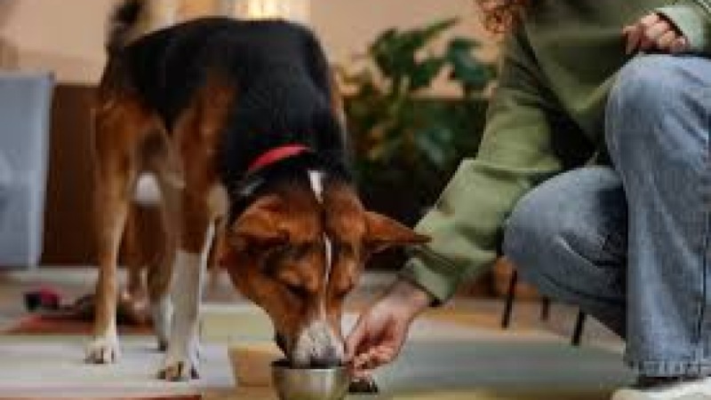 Companion Animal Nutrition Science Training Course