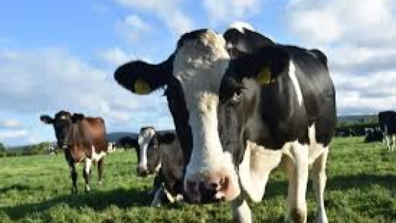 Dairy Production & Management Training Course