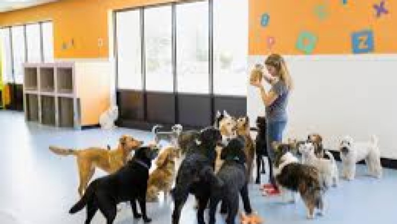 Dog Daycare Operations Training Course