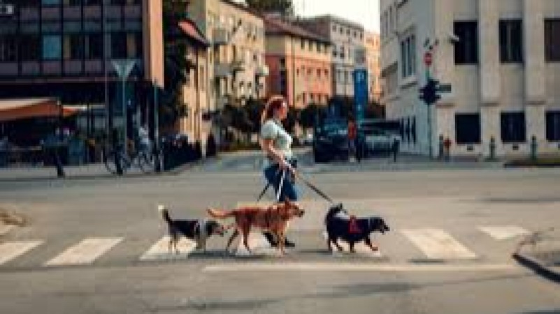 Dog Walking & Business Training Course