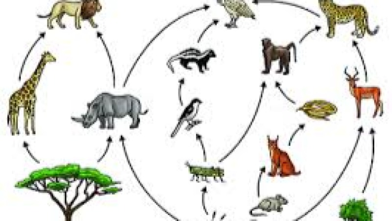 Ecology & Food Web Dynamics Training Course