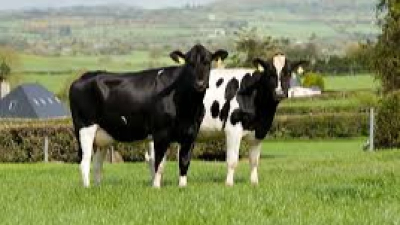 Farm Animal Behaviour Training Course