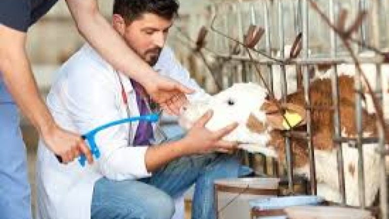 Farm Animal Veterinary Care Training Course