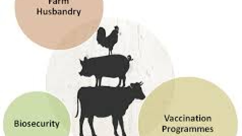 Farm-Level Disease Prevention Training Course