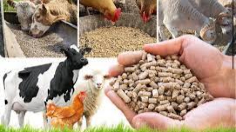 Feed Formulation & Balanced Nutrition Training Course