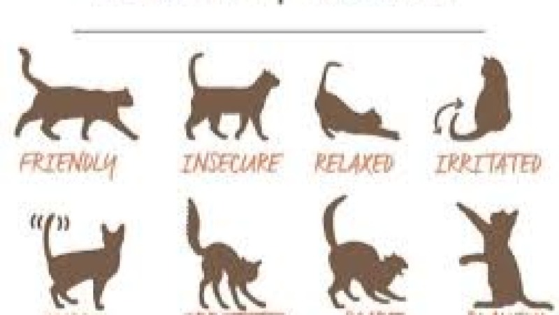 Feline Body Language Training Course
