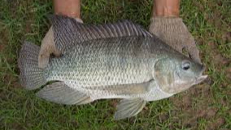 Fish Farming & Economics Training Course