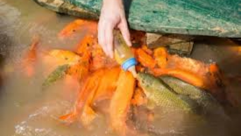 Fish Health & Disease Management Training Course