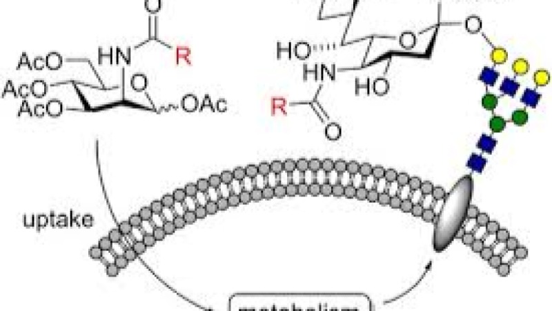 Glycoengineering and Biologic Modification Training Course