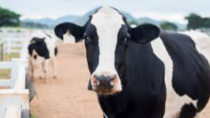 Livestock Management Practices Training Course