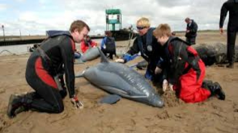 Marine Mammal Health Training Course