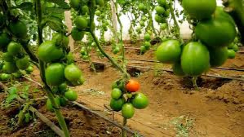 Microenterprise Development Training Course