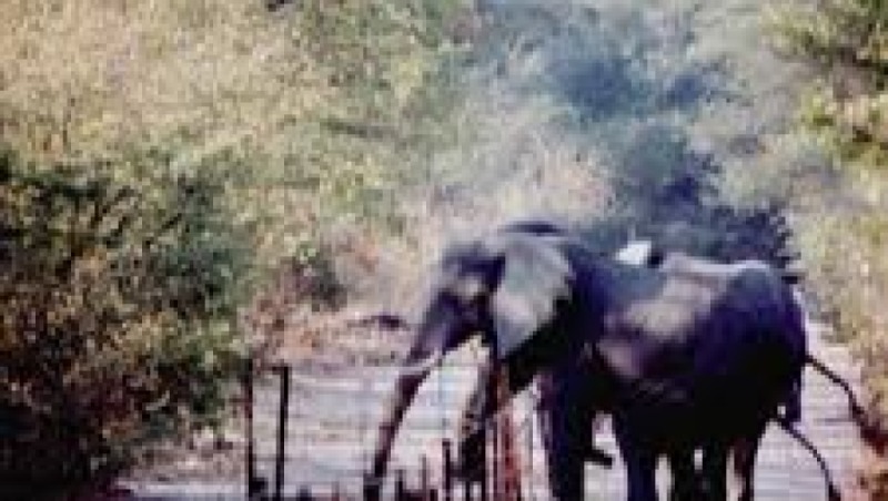 Mitigating Elephant-Human Conflict Training Course