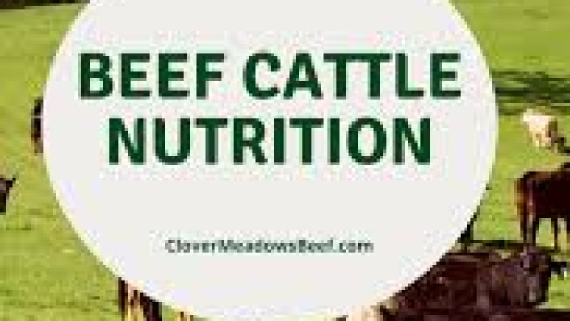 Nutrition for Beef Cattle Training Course
