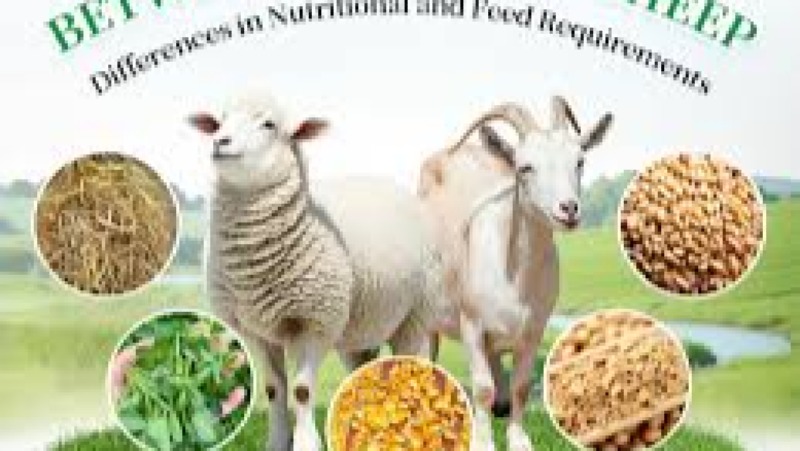 Nutrition for Sheep & Goats Training Course