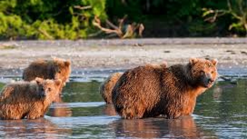 Occupancy Modeling for Rare Species Detection Training Course