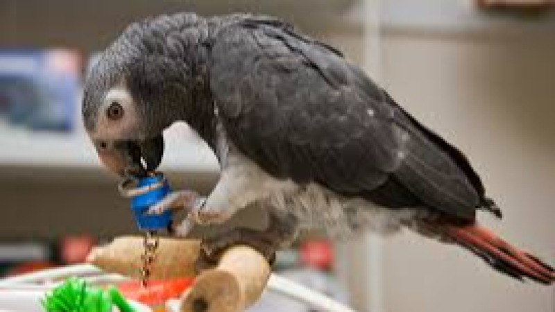 Parrot Nutrition & Health Training Course