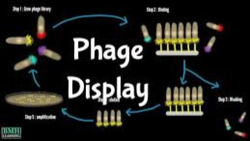 Phage Display and Library Screening Techniques Training Course