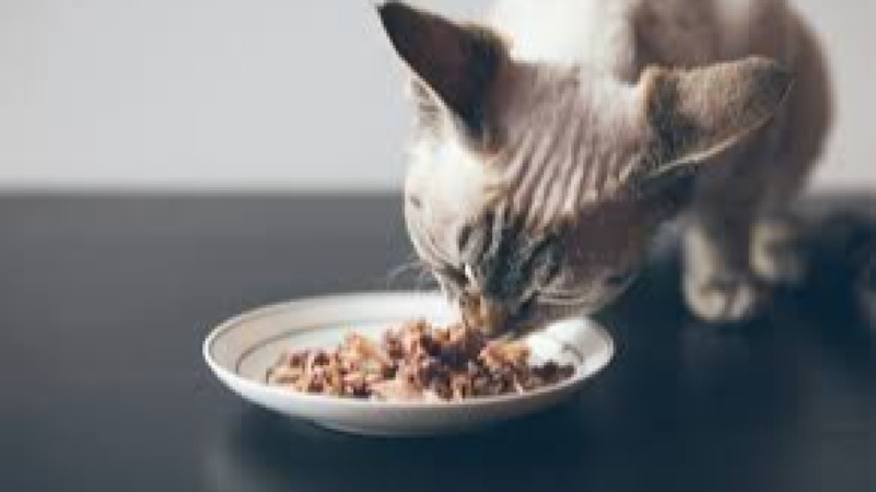 Pocket Pet Nutrition Training Course