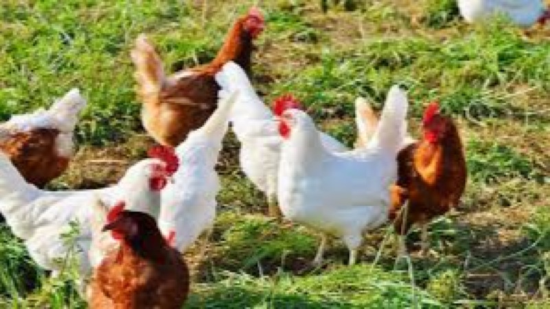 Poultry Breeding and Genetics Training Course
