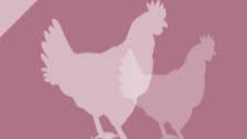 Poultry Welfare & Handling Training Course