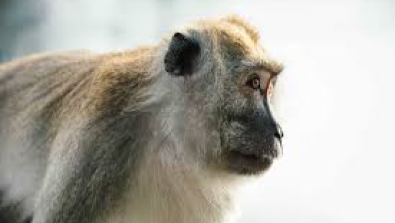 Primate Care & Behaviour Training Course