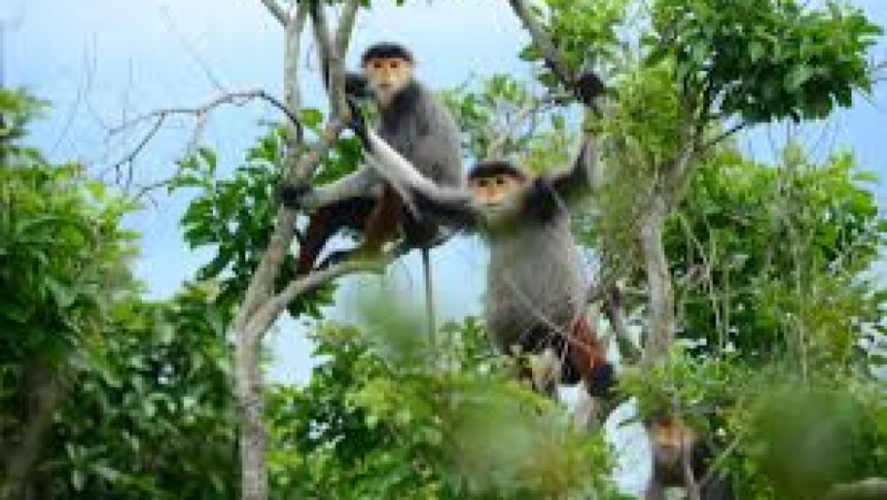 Primate Conservation in Fragmented Habitats Training Course