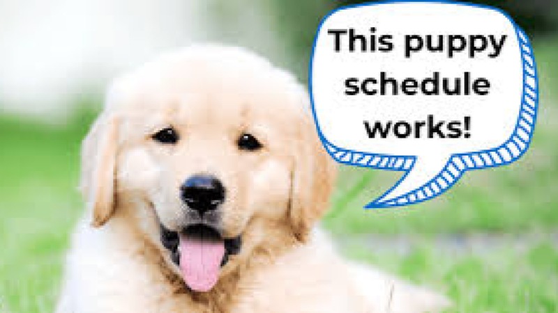 Puppy Growth Monitoring Training Course