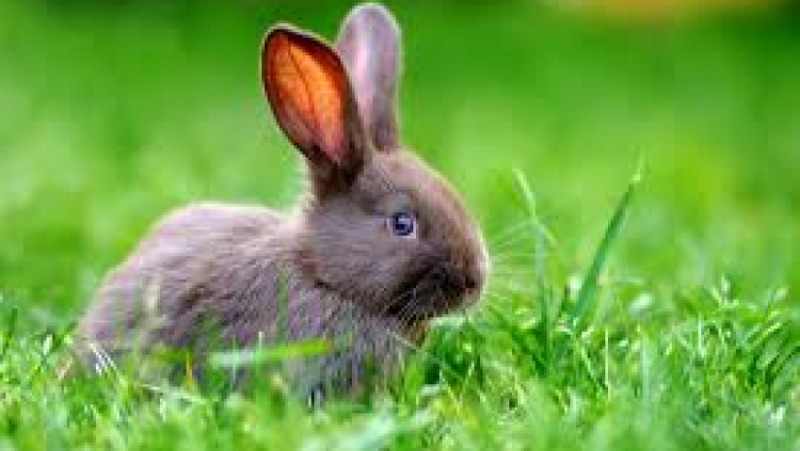 Rabbit & Rodent Care Fundamentals Training Course