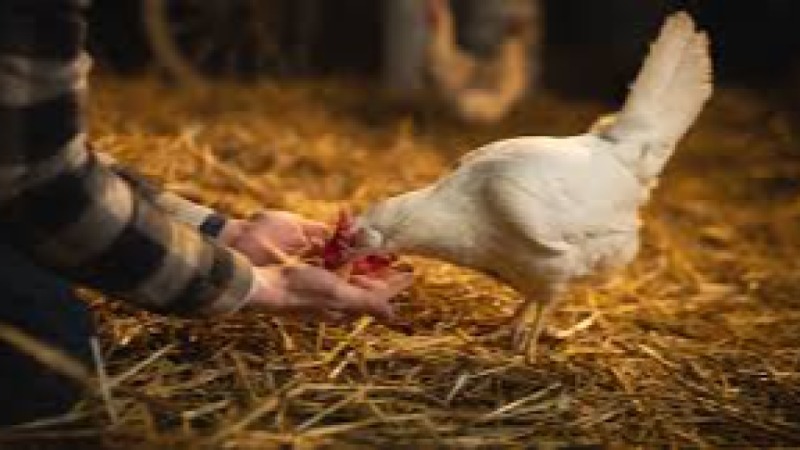 Regulatory Pathway for New Food Additives Training Course