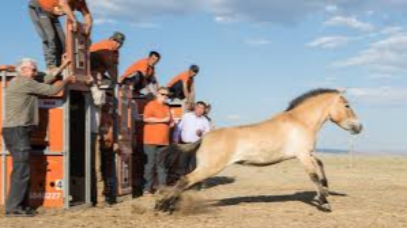 Reintroduction Programs Training Course