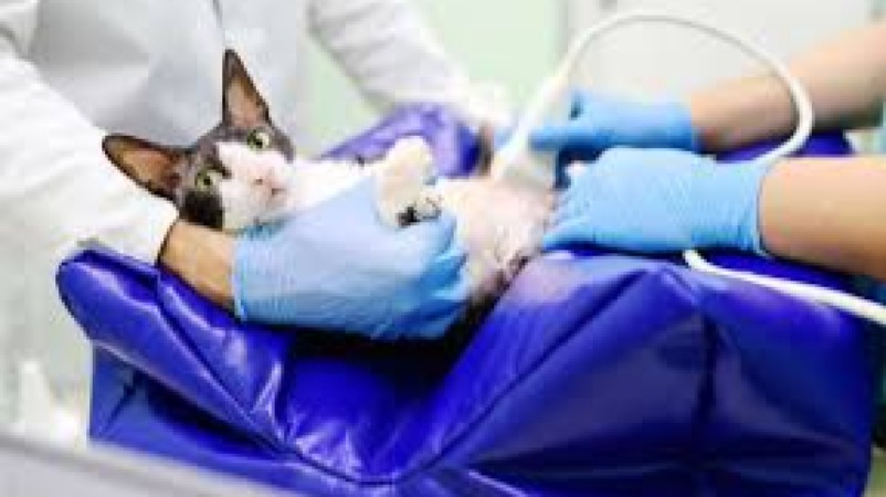 Reproductive Health in Veterinary Practice Training Course