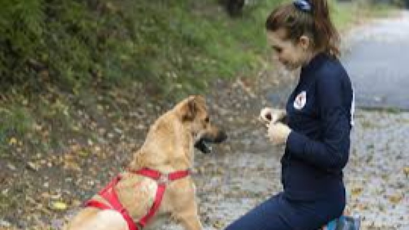 Sanctuary & Rescue Management Training Course