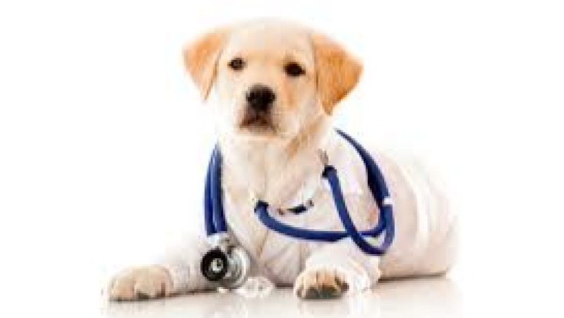 Small Pet Emergency Care Training Course