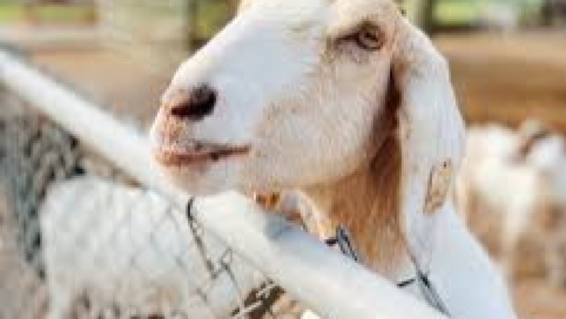 Small Ruminant Care and Management Training Course